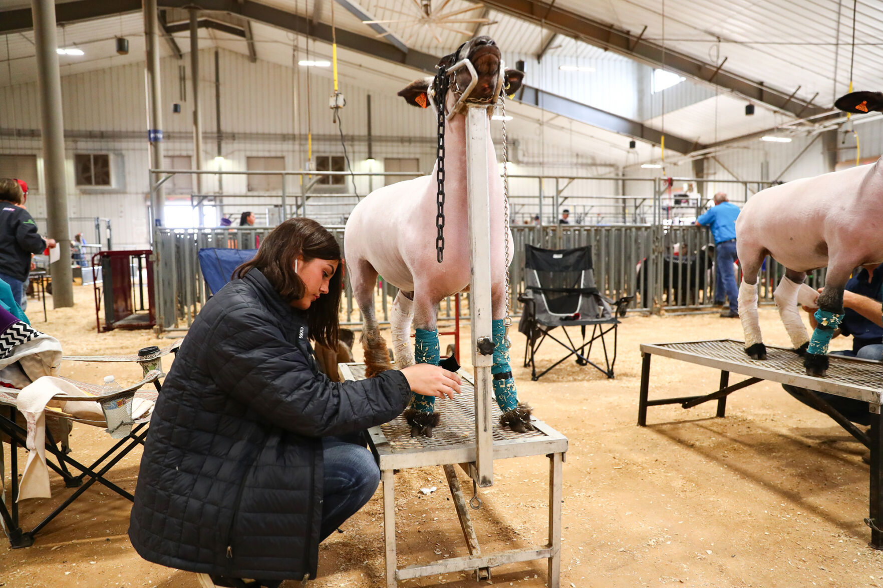 Brazos Valley Youth Livestock Show
